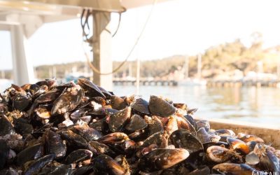 MIGUEL’S MUSSELS