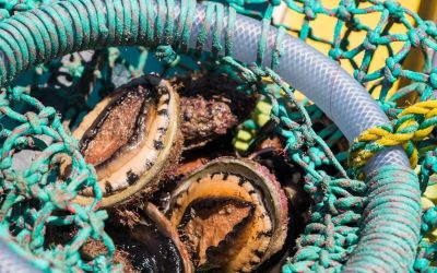 THE ABALONE FACTS