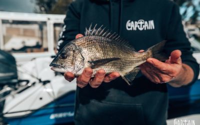 MIGUEL’S GARLIC BREAM