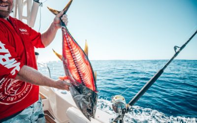 YFT FISHING ABOARD ROD FINDLAY’S GRADY WHITE